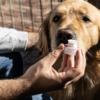 NAPKIN GO PET – drėgna servetėlė augintiniams